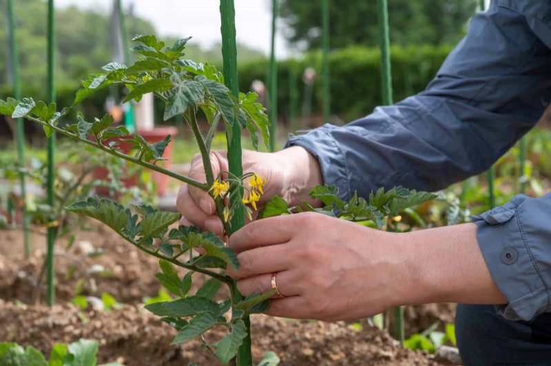 Mid-Season Vegetable Garden Care: 15 Tasks for a Bountiful Harvest