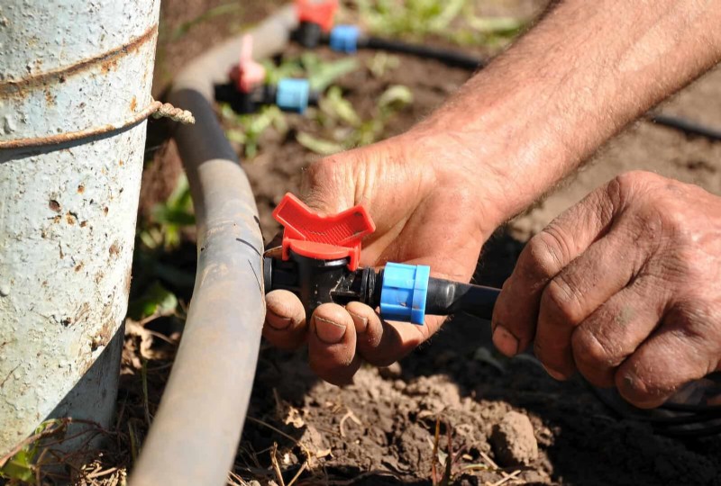 Mid-Season Vegetable Garden Care: 15 Tasks for a Bountiful Harvest
