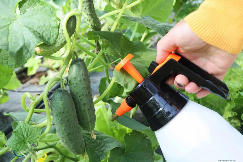 Mid-Season Vegetable Garden Care: 15 Tasks for a Bountiful Harvest
