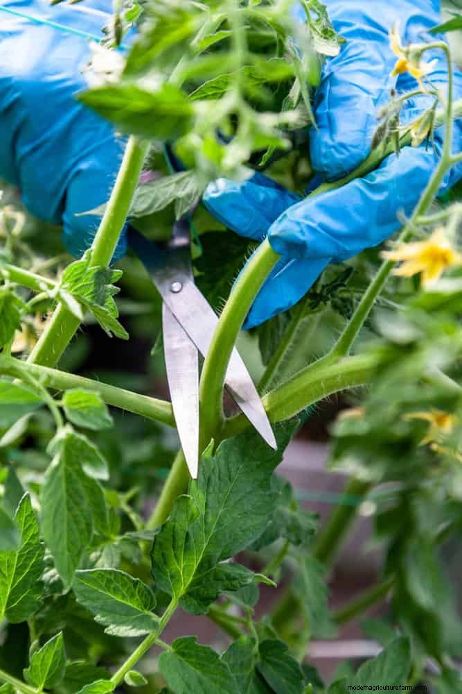 Mid-Season Vegetable Garden Care: 15 Tasks for a Bountiful Harvest
