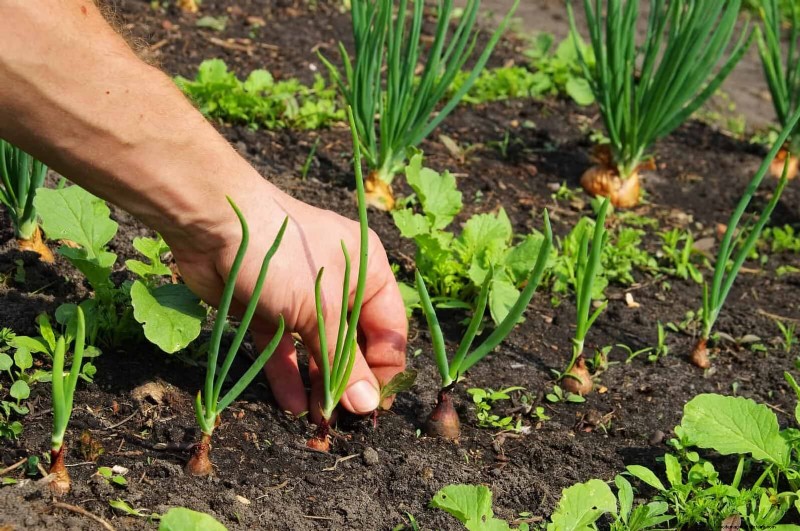 Mid-Season Vegetable Garden Care: 15 Tasks for a Bountiful Harvest
