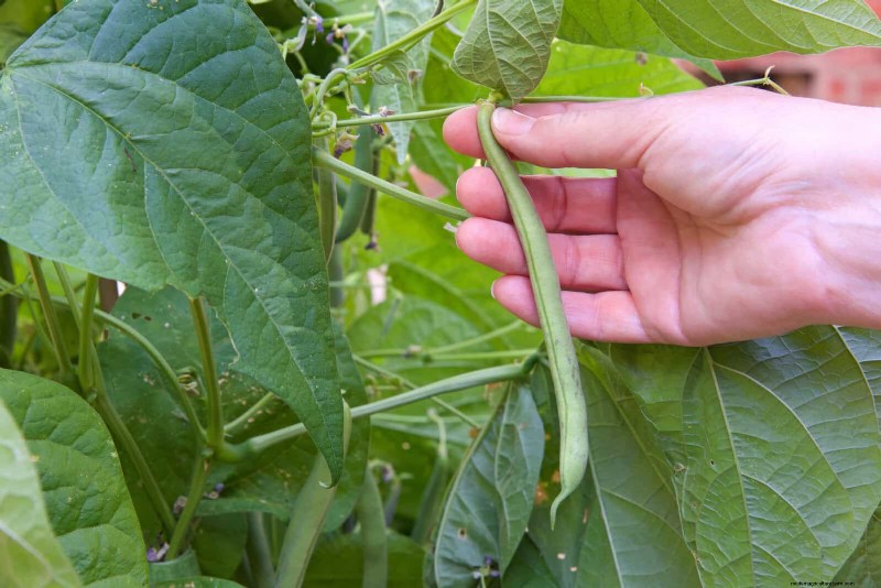 Mid-Season Vegetable Garden Care: 15 Tasks for a Bountiful Harvest