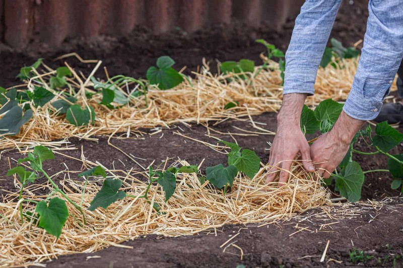 Mid-Season Vegetable Garden Care: 15 Tasks for a Bountiful Harvest