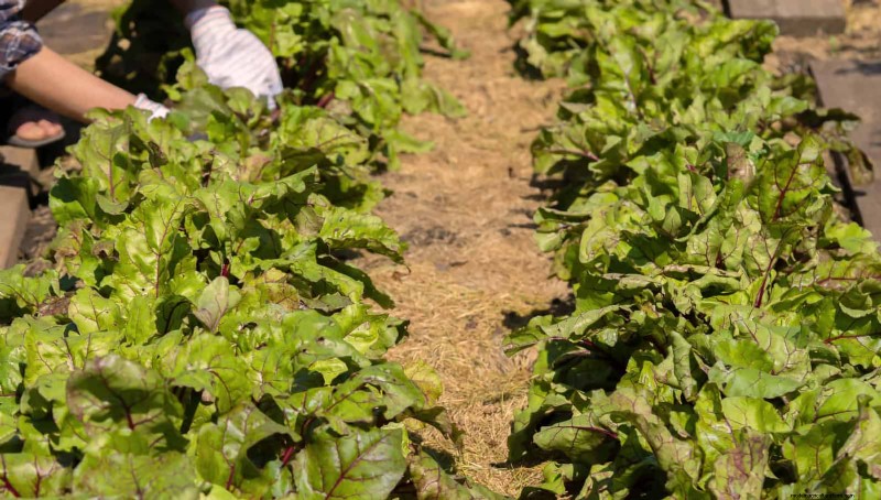 Mid-Season Vegetable Garden Care: 15 Tasks for a Bountiful Harvest