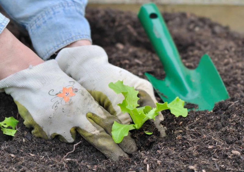 Mid-Season Vegetable Garden Care: 15 Tasks for a Bountiful Harvest