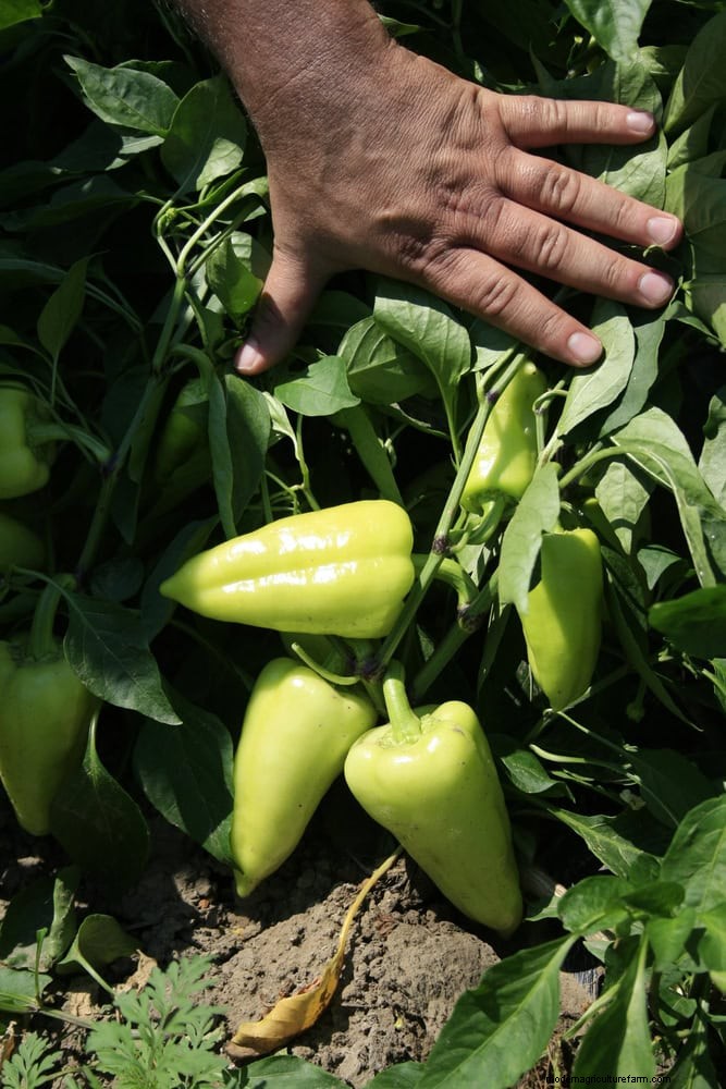 Mid-Season Vegetable Garden Care: 15 Tasks for a Bountiful Harvest