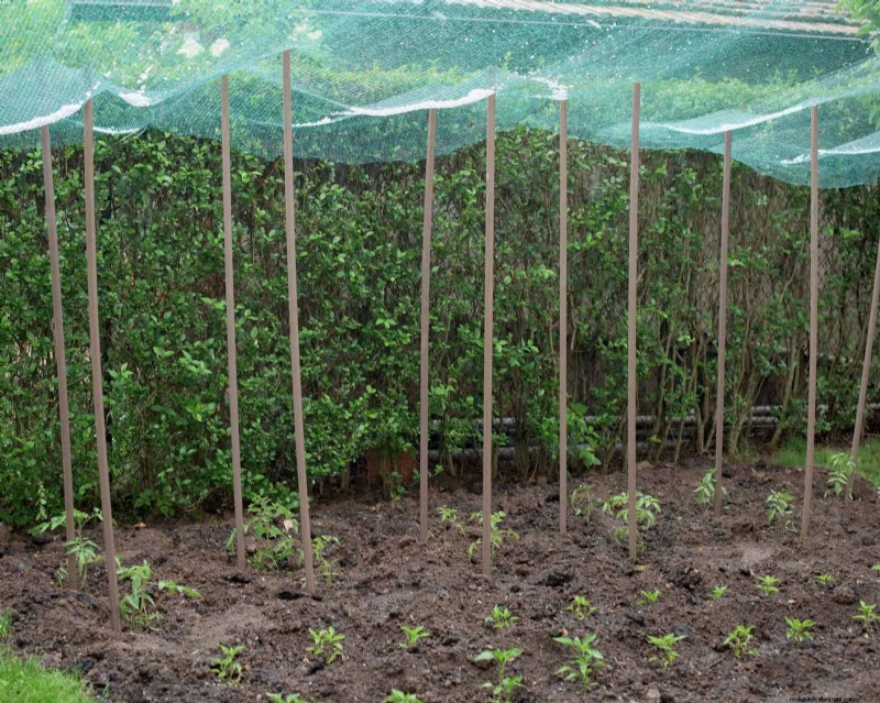 Mid-Season Vegetable Garden Care: 15 Tasks for a Bountiful Harvest