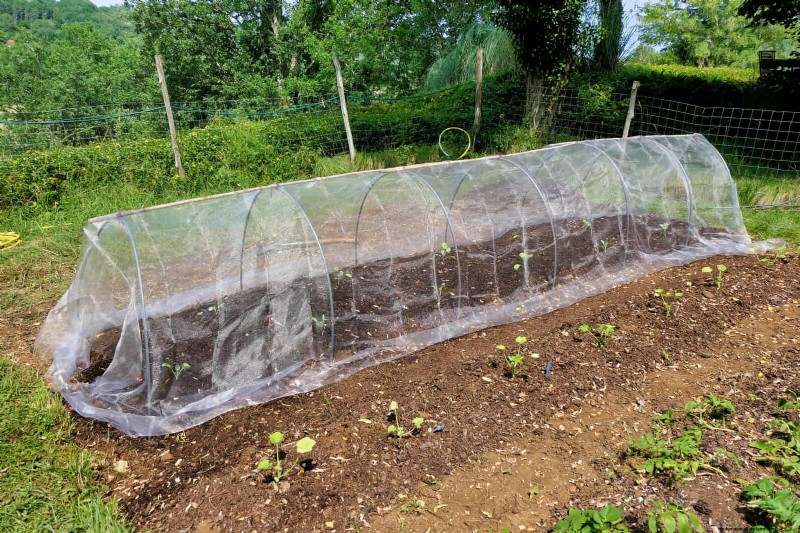 Mid-Season Vegetable Garden Care: 15 Tasks for a Bountiful Harvest