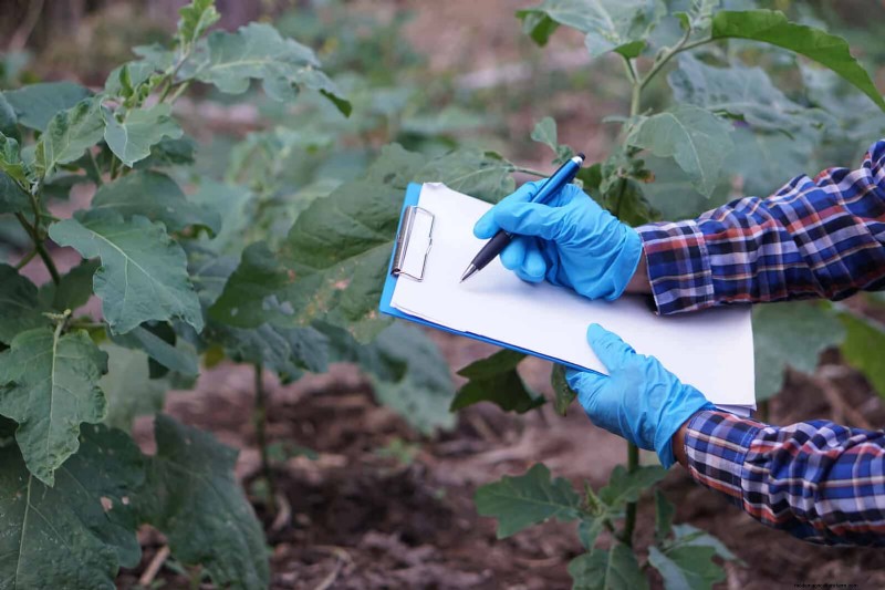 Mid-Season Vegetable Garden Care: 15 Tasks for a Bountiful Harvest