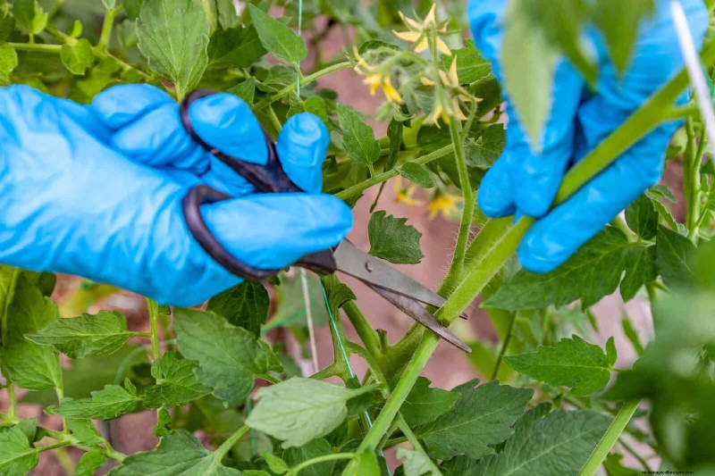 Mid-Season Vegetable Garden Care: 15 Tasks for a Bountiful Harvest