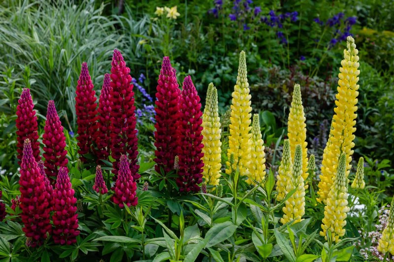 July Heat Stress: 15 Plants That Wilting & What To Do