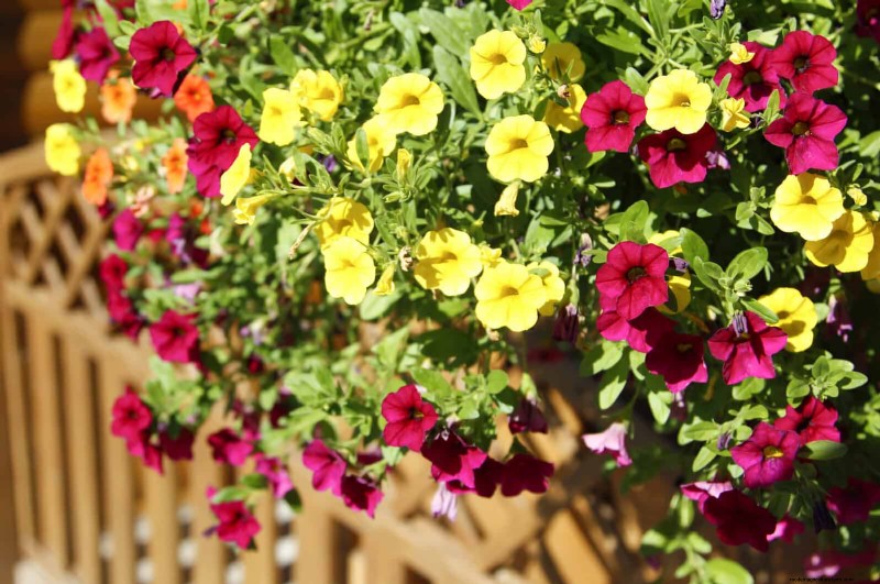 July Heat Stress: 15 Plants That Wilting & What To Do