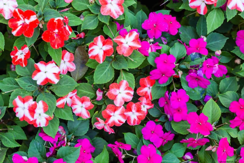 July Heat Stress: 15 Plants That Wilting & What To Do