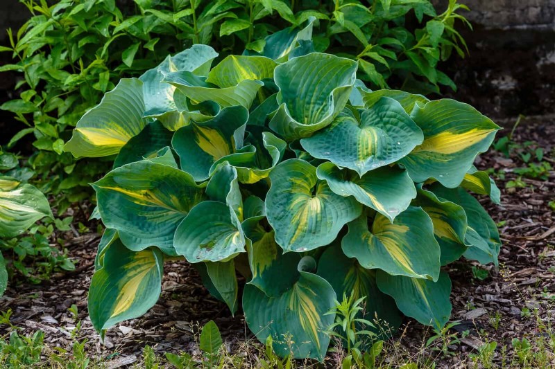 July Heat Stress: 15 Plants That Wilting & What To Do