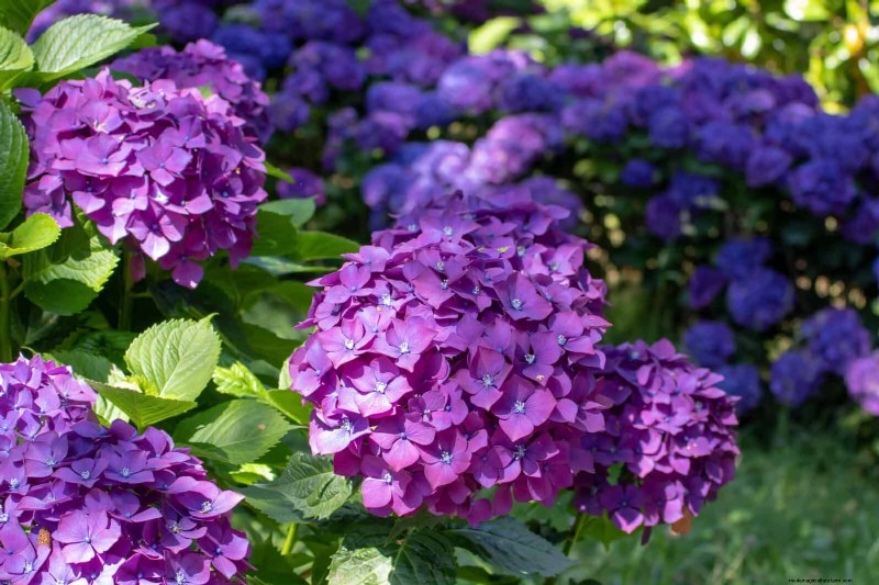 July Heat Stress: 15 Plants That Wilting & What To Do