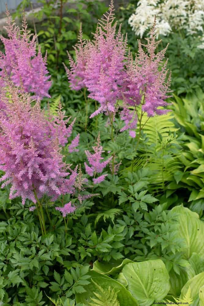 July Heat Stress: 15 Plants That Wilting & What To Do