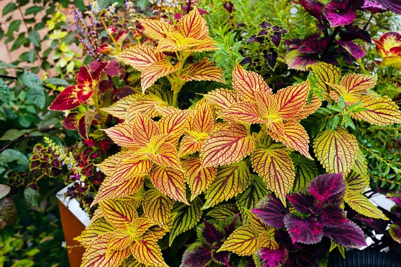 July Heat Stress: 15 Plants That Wilting & What To Do