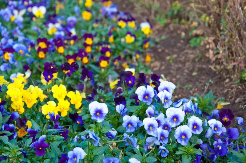 July Heat Stress: 15 Plants That Wilting & What To Do