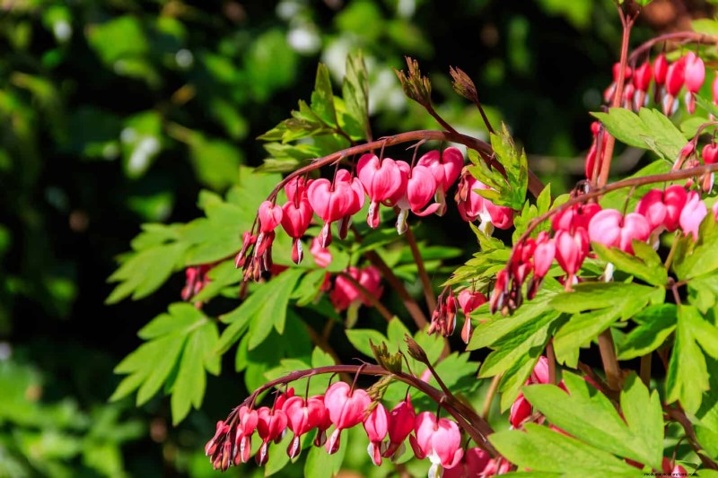 July Heat Stress: 15 Plants That Wilting & What To Do