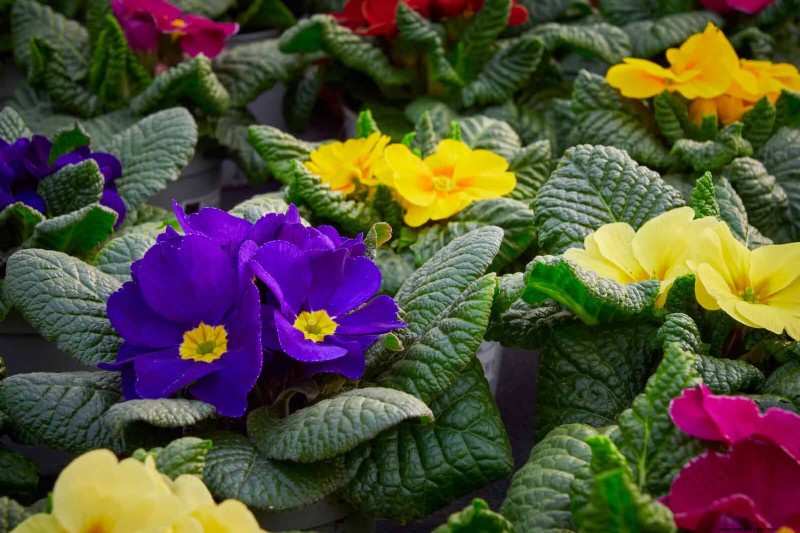 July Heat Stress: 15 Plants That Wilting & What To Do