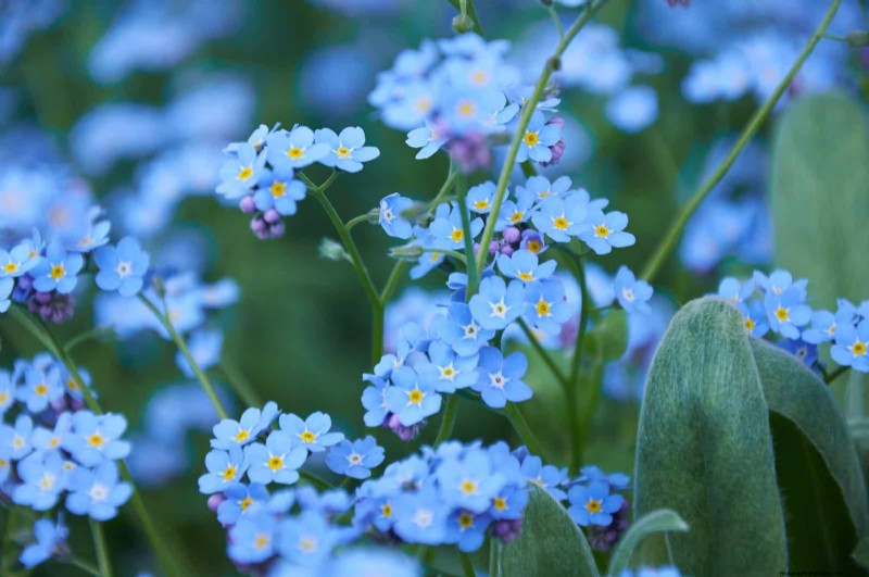 July Heat Stress: 15 Plants That Wilting & What To Do