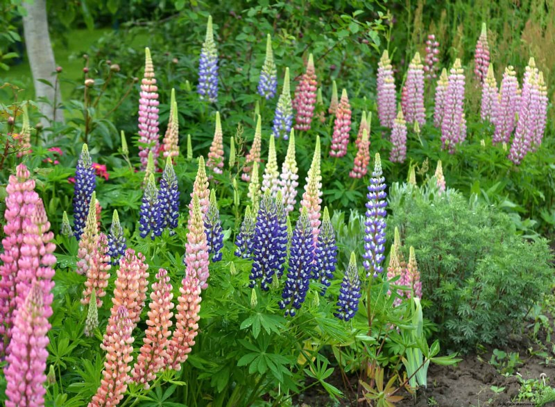 July Heat Stress: 15 Plants That Wilting & What To Do