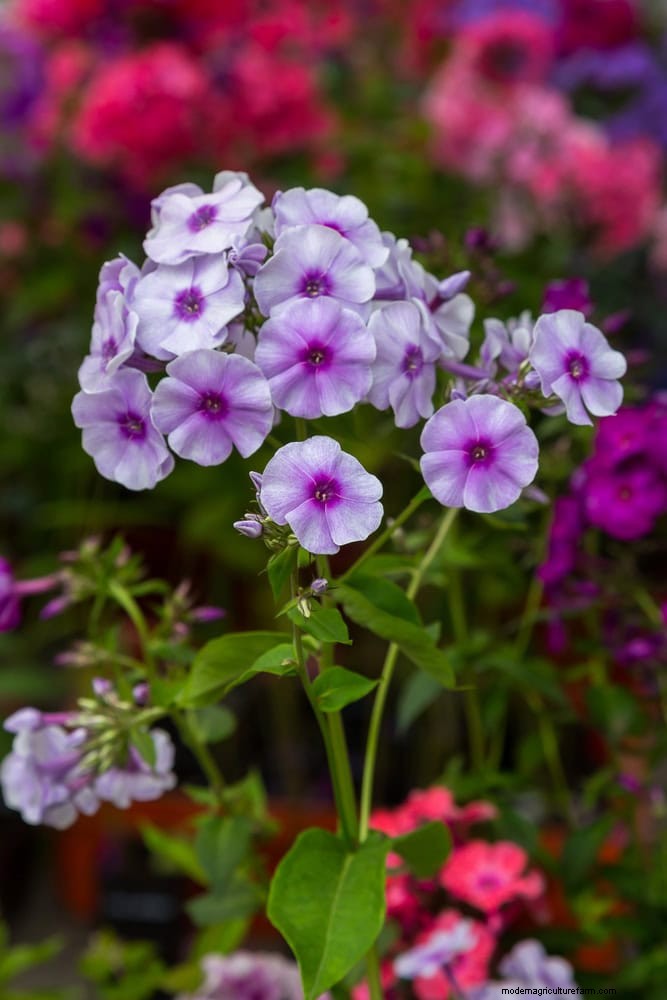 July Heat Stress: 15 Plants That Wilting & What To Do