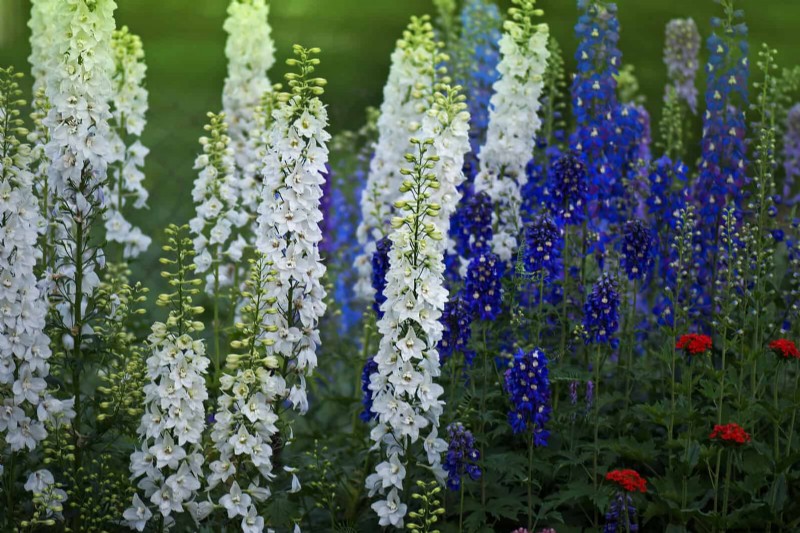 July Heat Stress: 15 Plants That Wilting & What To Do