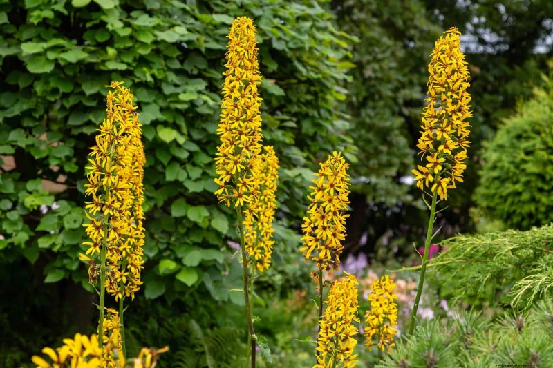 July Heat Stress: 15 Plants That Wilting & What To Do