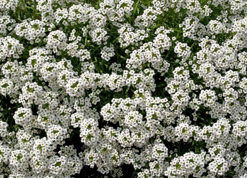 July Heat Stress: 15 Plants That Wilting & What To Do