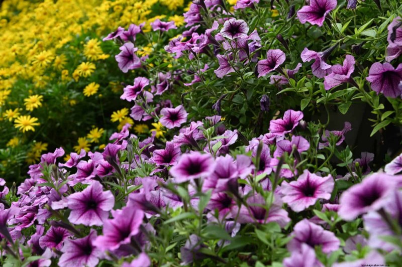 July Heat Stress: 15 Plants That Wilting & What To Do