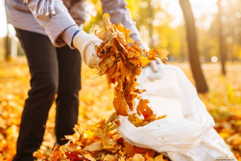 11 Free Mulch Alternatives: Save Money & Enhance Your Garden