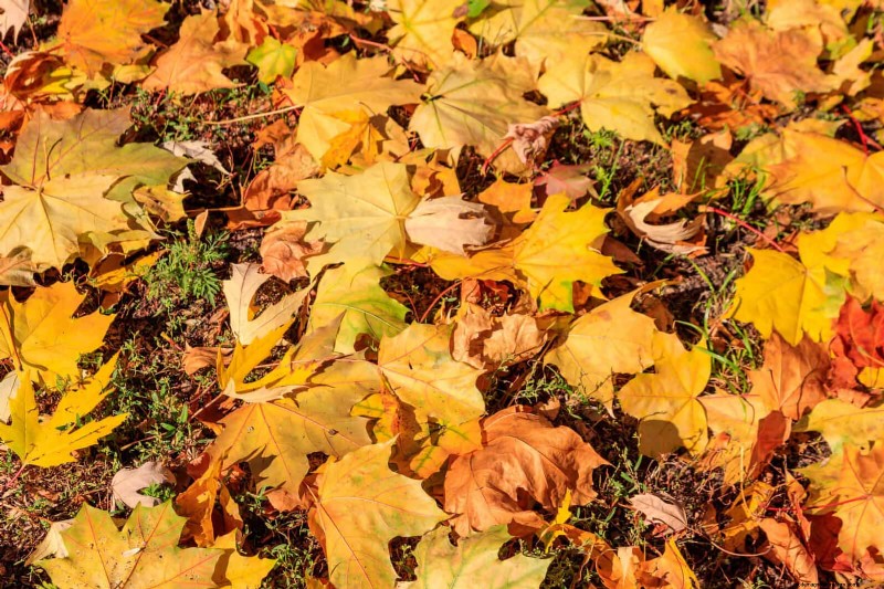 11 Free Mulch Alternatives: Save Money & Enhance Your Garden