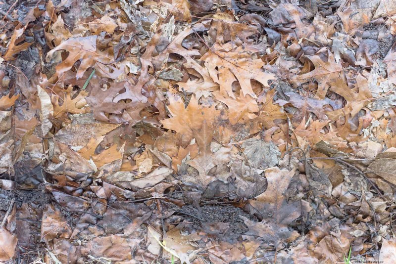 11 Free Mulch Alternatives: Save Money & Enhance Your Garden
