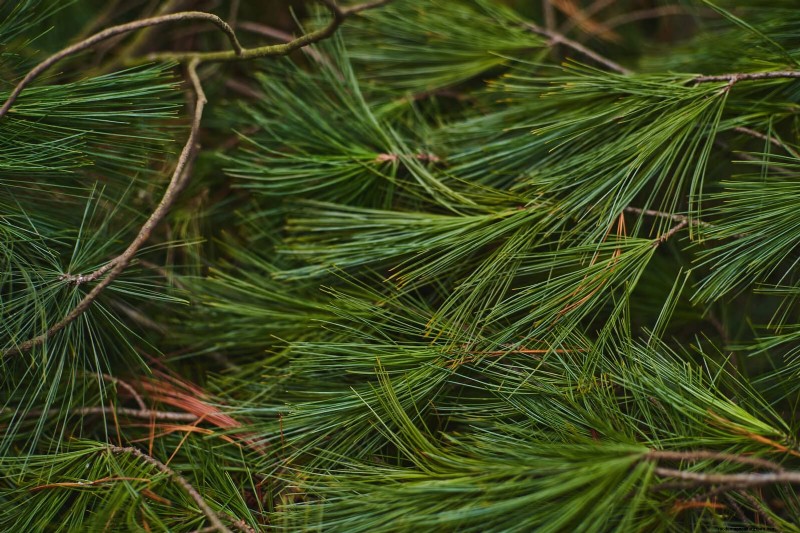 11 Free Mulch Alternatives: Save Money & Enhance Your Garden