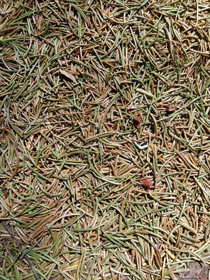 11 Free Mulch Alternatives: Save Money & Enhance Your Garden