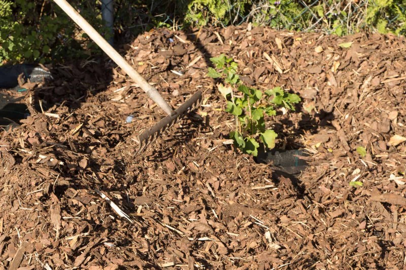 11 Free Mulch Alternatives: Save Money & Enhance Your Garden