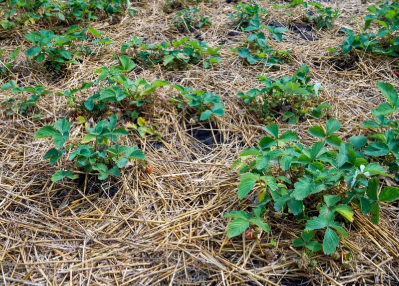 11 Free Mulch Alternatives: Save Money & Enhance Your Garden