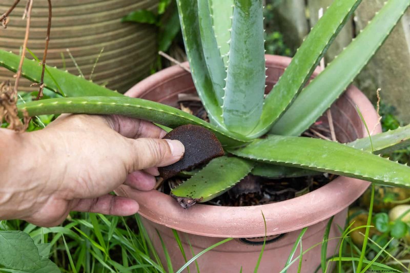11 Free Mulch Alternatives: Save Money & Enhance Your Garden