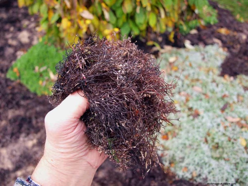11 Free Mulch Alternatives: Save Money & Enhance Your Garden