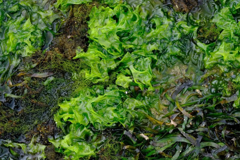 11 Free Mulch Alternatives: Save Money & Enhance Your Garden