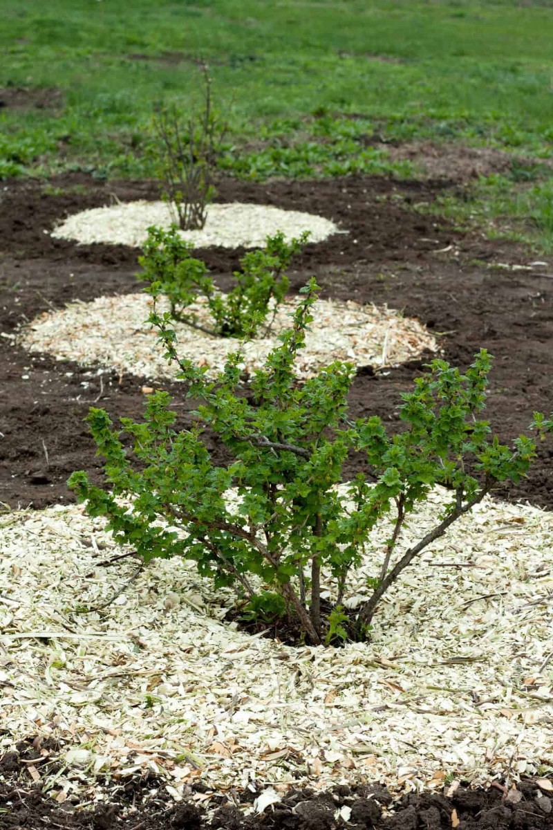 11 Free Mulch Alternatives: Save Money & Enhance Your Garden