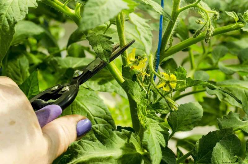 July Pruning Guide: 11 Plants to Prune & 7 to Avoid