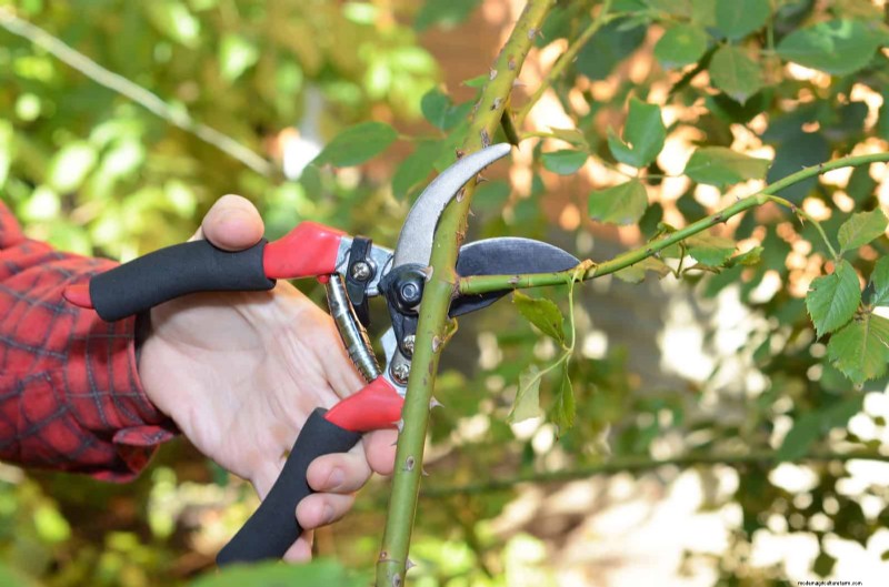 July Pruning Guide: 11 Plants to Prune & 7 to Avoid