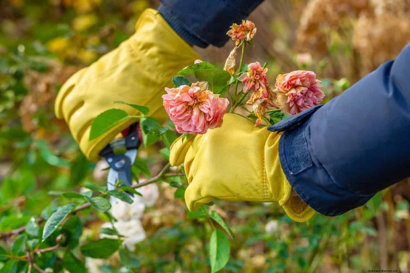 July Pruning Guide: 11 Plants to Prune & 7 to Avoid