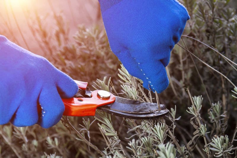 July Pruning Guide: 11 Plants to Prune & 7 to Avoid