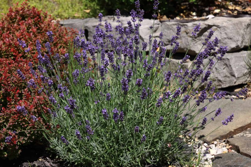 July Pruning Guide: 11 Plants to Prune & 7 to Avoid