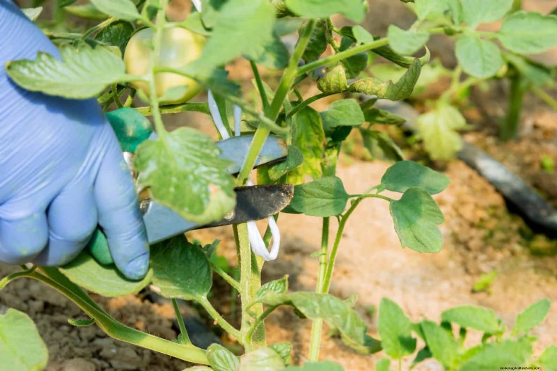 July Pruning Guide: 11 Plants to Prune & 7 to Avoid