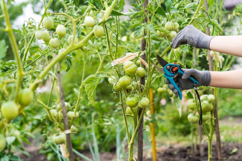 July Pruning Guide: 11 Plants to Prune & 7 to Avoid