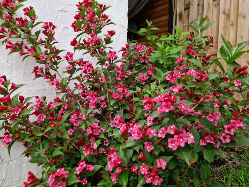 July Pruning Guide: 11 Plants to Prune & 7 to Avoid
